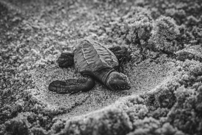 选择聚焦摄影年轻的海龟在沙地上
